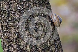 Snail Helix Pomatia on tree stem close up