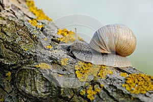 Snail, Helix pomatia on a tree trunk.