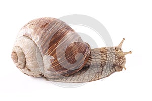 Snail Helix pomatia on a white background