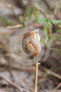 Snail hibernating on a grass sprig