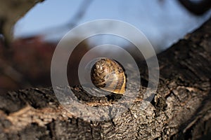 snail in hibernation