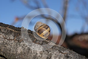 snail in hibernation