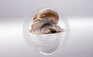 snail hid in a shell