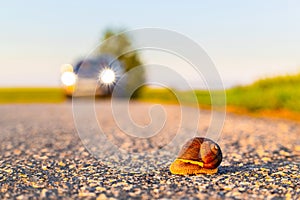 the snail hid in the shell at the sight of danger.