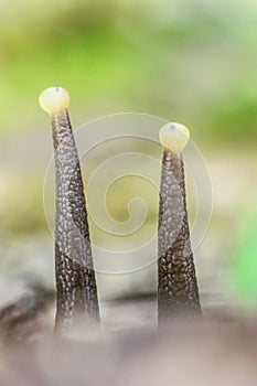 Snail horns close-up. Macro shot of a snail`s eyes.