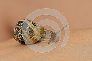 snail with horns gastropod mollusks with spiral shells