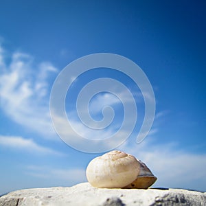 Snail house on the beach (47)