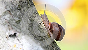 a snail with a house crawls on a tree