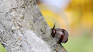 a snail with a house crawls on a tree