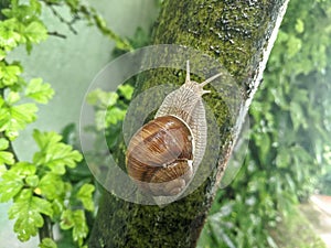 Snail with house creeping on tree bole in the garden in the rainy day photo