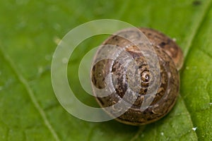 Snail house on green leaf