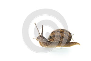 Snail with house isolated over white background