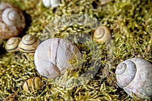 Snail houses in moss