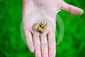 Snail in human palm
