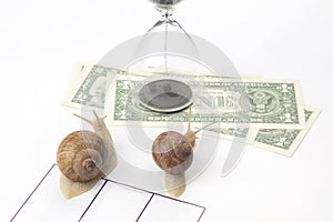 Snail is in a hurry to win in speed for the right to receive money. competition for the opportunity to be the first in