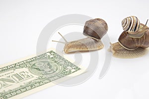 The snail is in a hurry to win in speed for the right to receive money. competition for the opportunity to be the first in