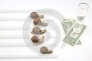 The snail is in a hurry to win in speed for the right to receive money. competition for the opportunity to be the first in