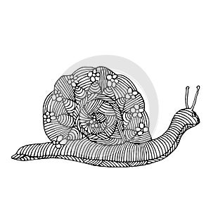 Snail illustration