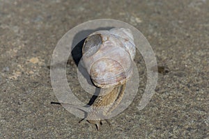 Snail with injured housing