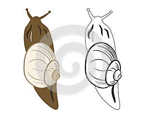 Snail Insect 2d Illustration Clipart. Shelled gastropod 2d Vector