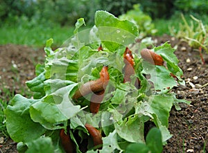 Snail Invasion photo