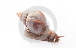 Snail on isolate background