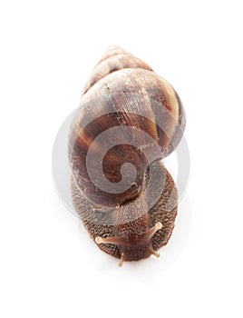 Snail on isolate background