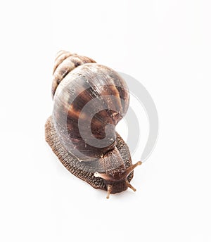 Snail on isolate background