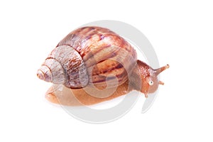 Snail isolated