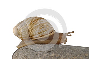 Snail isolated