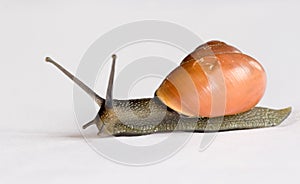 Snail isolated