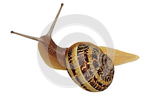 Snail isolated with clipping path