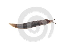 Snail isolated over white