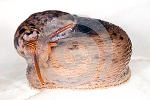 Snail isolated on white