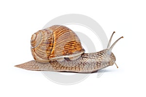 Snail isolated on white