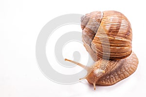 Snail isolated on white