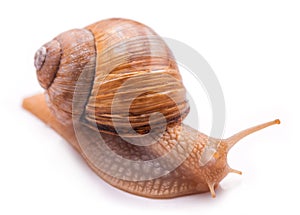 Snail isolated on white