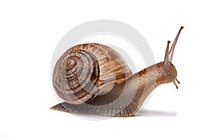 Snail isolated on white