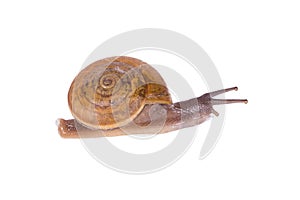 Snail isolated on white