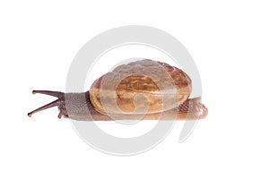 Snail isolated on white