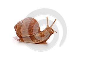 Snail isolated on white background.