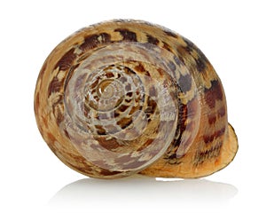 Snail