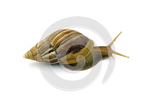 Snail isolated on white background