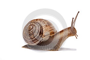 Snail isolated on white photo