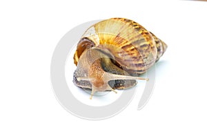 snail isolated on white background