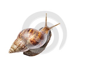 Snail isolated on white background