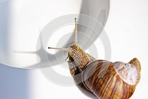 Snail isolated on a white deep bowl in the sunlight and with the shadow