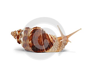 Snail isolated on white , with path