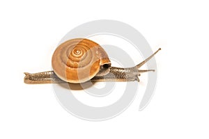 Snail isolated on white, shooting animals at close range.