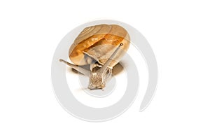 Snail isolated on white, shooting animals at close range.